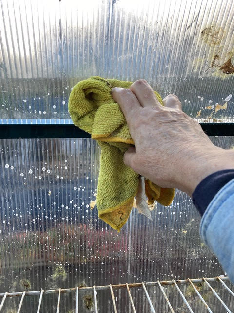 Donna Balzer cleaning the inside of her greenhouse