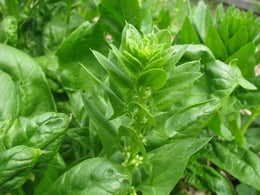 bolting spinach