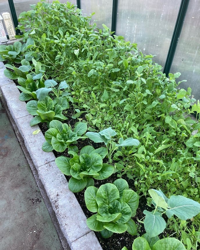 Romaine lettuce is transplanted on edge of arugula and broccoli  (both seeded October 27 directly into greenhouse)